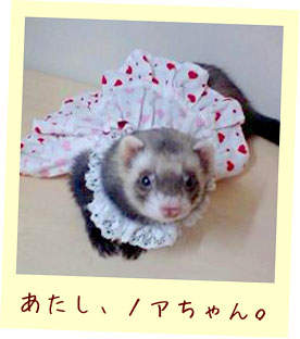 フェレット服・ピンクと赤ハート４