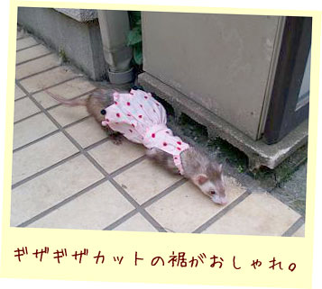 フェレット洋服・もみじ・フェレット2
