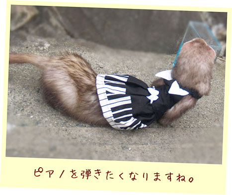 フェレット洋服・ピアノ鍵盤・フェレット３