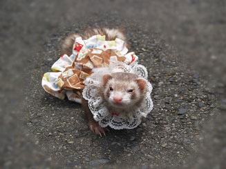 フェレットの服・切手柄ふわり茶色フェレット２