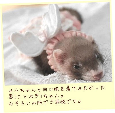 フェレットの洋服・ふりふり天使・ピンク・フェレット３