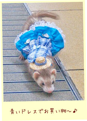 フェレット洋服・カントリーブルーレース・濃い目の青・フェレット１