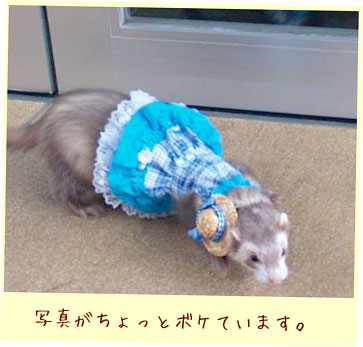 フェレット洋服・カントリーブルーレース・濃い目の青・フェレット２