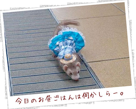 フェレット洋服・カントリーブルーレース・濃い目の青・フェレット３