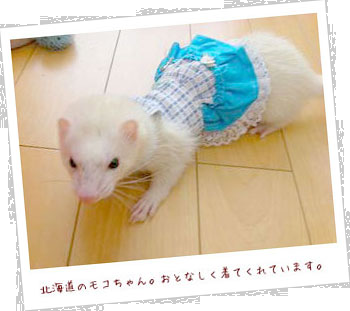 フェレット洋服・カントリーブルーレース・薄い青・フェレット１