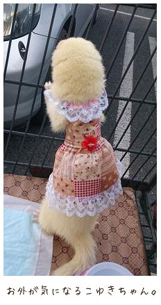 フェレット洋服・女の子のカントリーレース