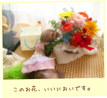 フェレット洋服・ふんわりピンクレース・フェレット２