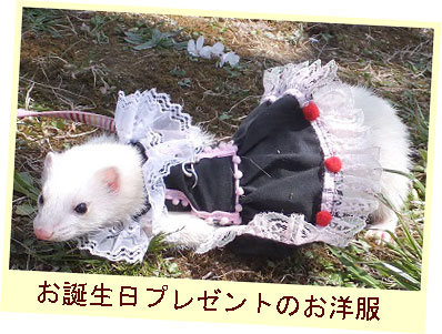 フェレット洋服・流れるレースの縁取り・黒にピンク・フェレットモデル