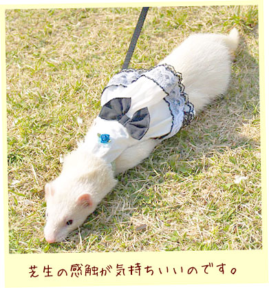 フェレットの洋服・ごすろり・白に黒リボン・フェレット２