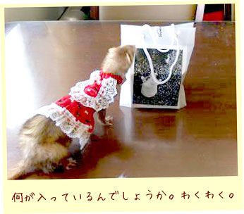 フェレット洋服・回る白金レース・赤・フェレット3