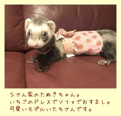フェレット洋服・いちご・ピンクのいちご・フェレット１