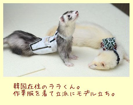 フェレットの洋服・作業服・暇ないたち２