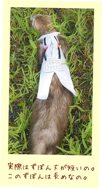 フェレットの洋服・作業服・フェレット１