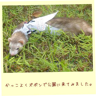 フェレットの洋服・作業服・フェレット２