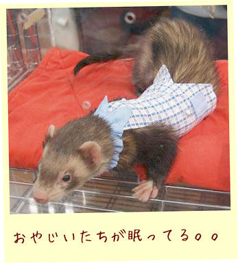 フェレットの洋服・パジャマでおじゃま・フェレット１