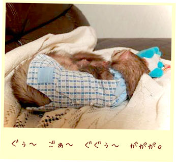 フェレットの洋服・パジャマでおじゃま・フェレット２