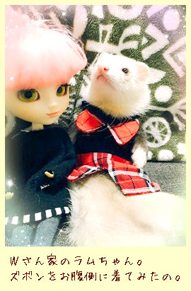 フェレットのズボン・男の子・オス・元気にお遊びズボン・赤チェック・お客様のフェレット１