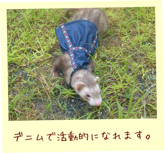 フェレット洋服・青いチロリアンフェレット１