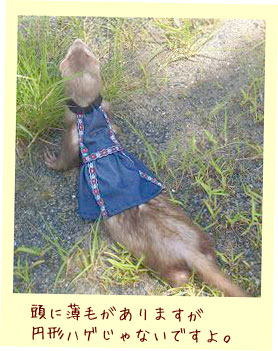 フェレット洋服・青いチロリアンフェレット３