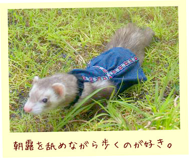 フェレット洋服・青いチロリアンフェレット３