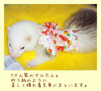 フェレット着物・折り紙　フェレット
