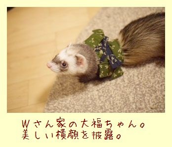 フェレット着物・とんぼ青色・サンプルお客様２