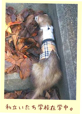 フェレットの服・制服・茶色チェックのズボン・フェレット