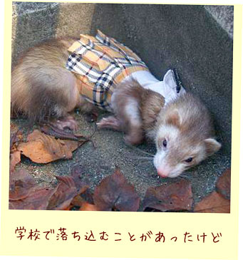 フェレットの洋服・茶色のプリーツスカート・フェレット１