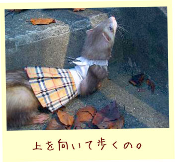 フェレットの洋服・茶色のプリーツスカート・フェレット２
