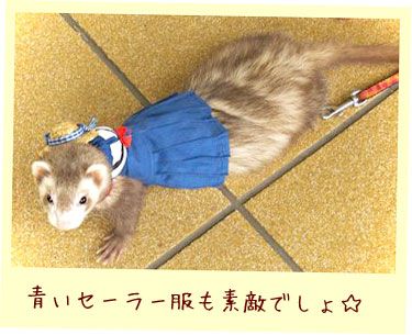 フェレットの洋服・秋冬セーラー・青・フェレット１