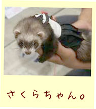 フェレット服・夏のセーラー・黒・フェレット