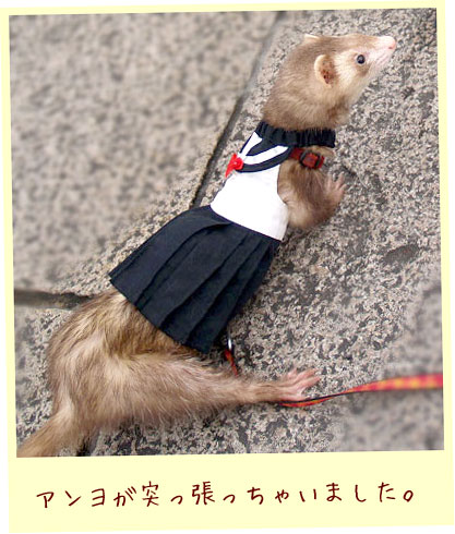 フェレット服・夏のセーラー・黒・フェレット２