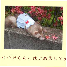 フェレット服・夏のセーラー・フェレット１