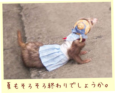 フェレット服・夏のセーラー・フェレット２