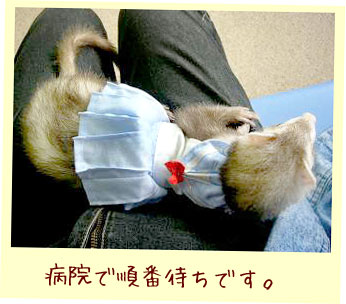 フェレット服・夏のセーラー・フェレット３