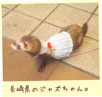 フェレット服・夏のセーラー・フェレット４