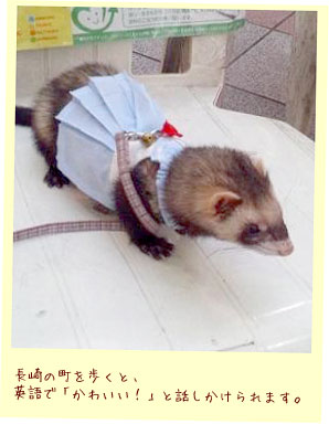 フェレット服・夏のセーラー・フェレット４