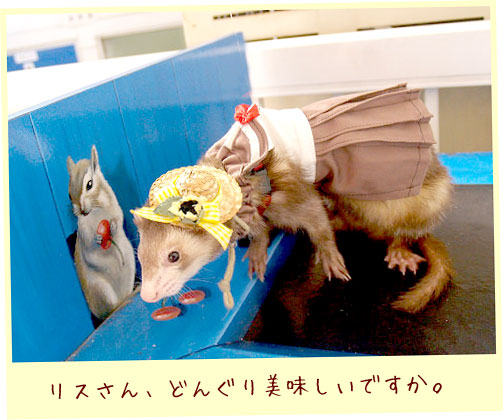 フェレット服・夏のセーラー・茶色・フェレット１