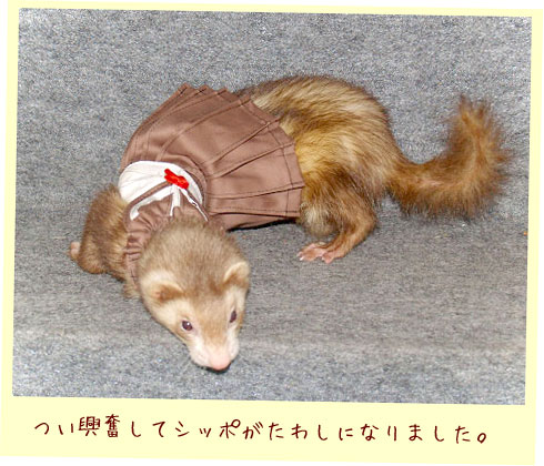 フェレット服・夏のセーラー・茶色・フェレット２