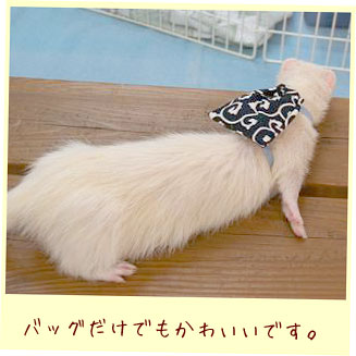 フェレット洋服・どろぼうさんドレス・フェレットバッグ１