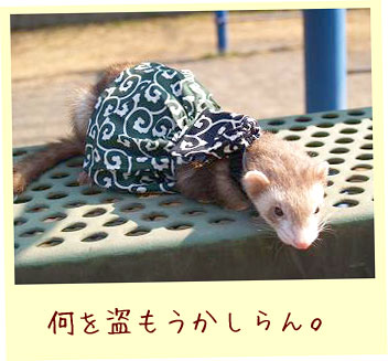 フェレット洋服・どろぼうさんドレス・緑・フェレット１