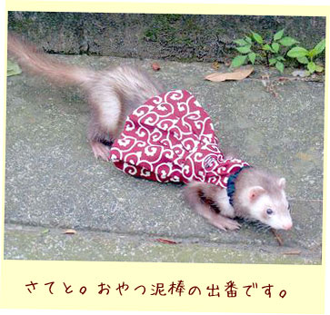 フェレット洋服・どろぼうさんドレス・赤・フェレット１