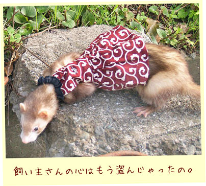 フェレット洋服・どろぼうさんドレス・エンジ・フェレット２