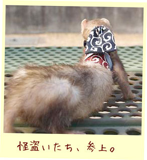 フェレット洋服・どろぼうさんベスト・フェレット１