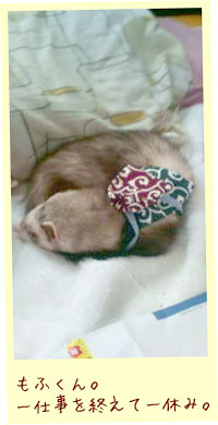 フェレット洋服・どろぼうさんベスト・フェレット２