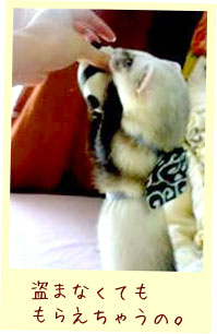 フェレット洋服・どろぼうさんベスト・フェレット３