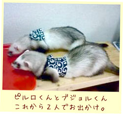 フェレット洋服・どろぼうさんベスト・フェレット４