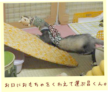 フェレット洋服・どろぼうさんベスト・フェレット５