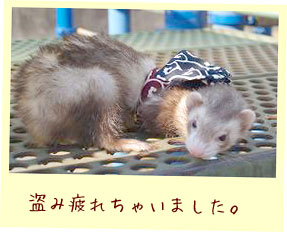 フェレット洋服・どろぼうさんベスト・フェレット６