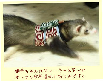 フェレット洋服・どろぼうさんベスト・フェレット７